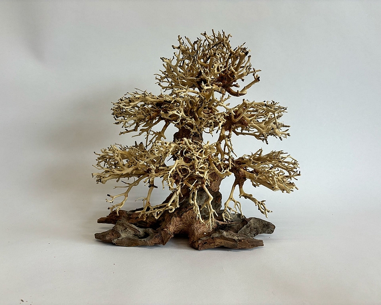 Banyan Bonsai Wood - Approx. 30 x 30 x 15cm #BW1